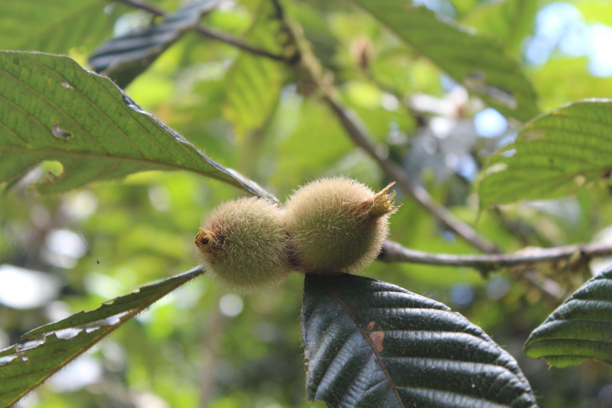 Image of Duroia hirsuta (Poepp.) K. Schum.