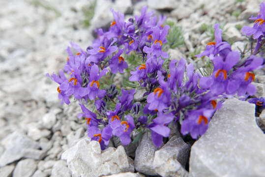 Image of Alpine toadflax