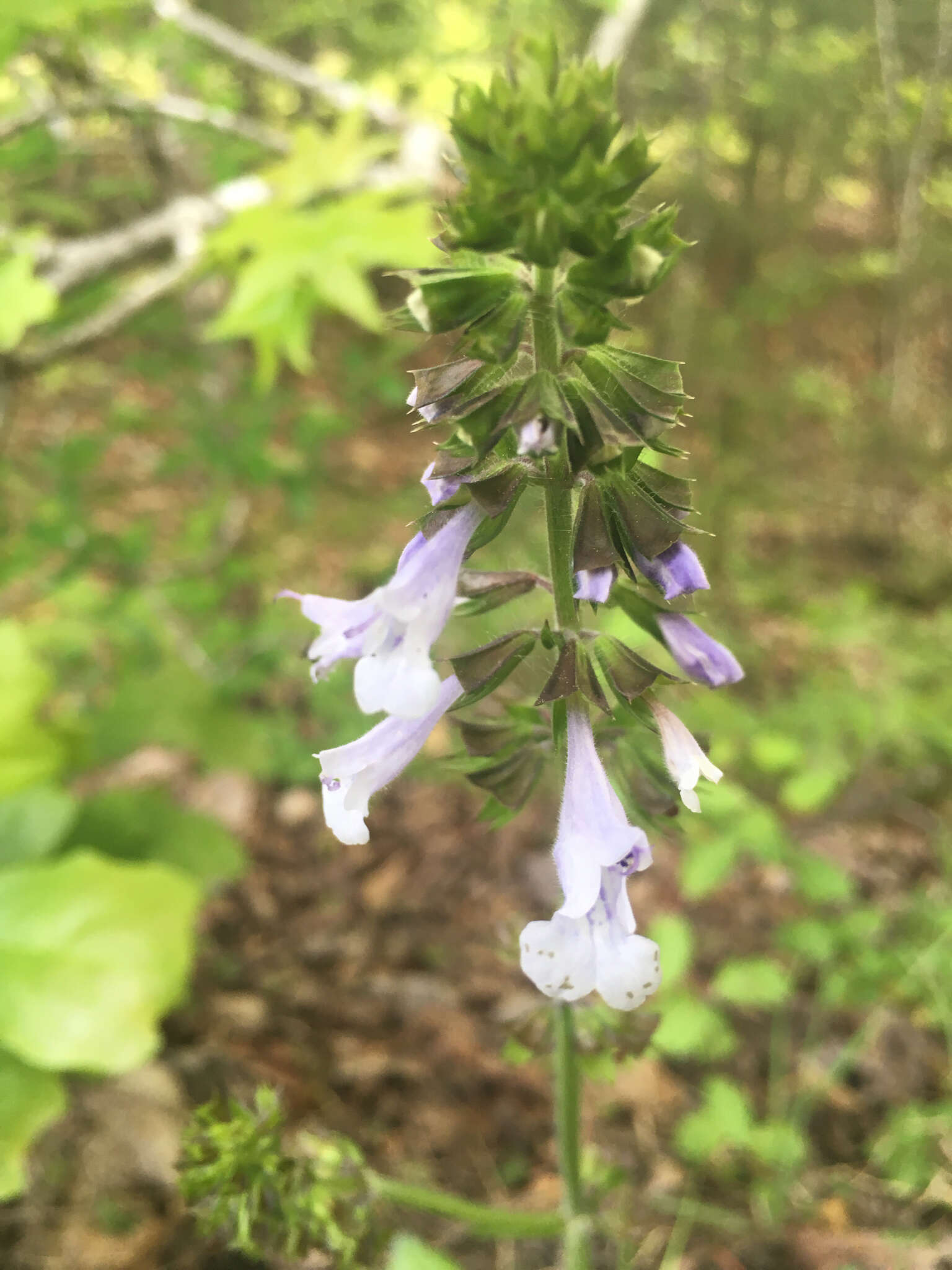 Image of lyreleaf sage