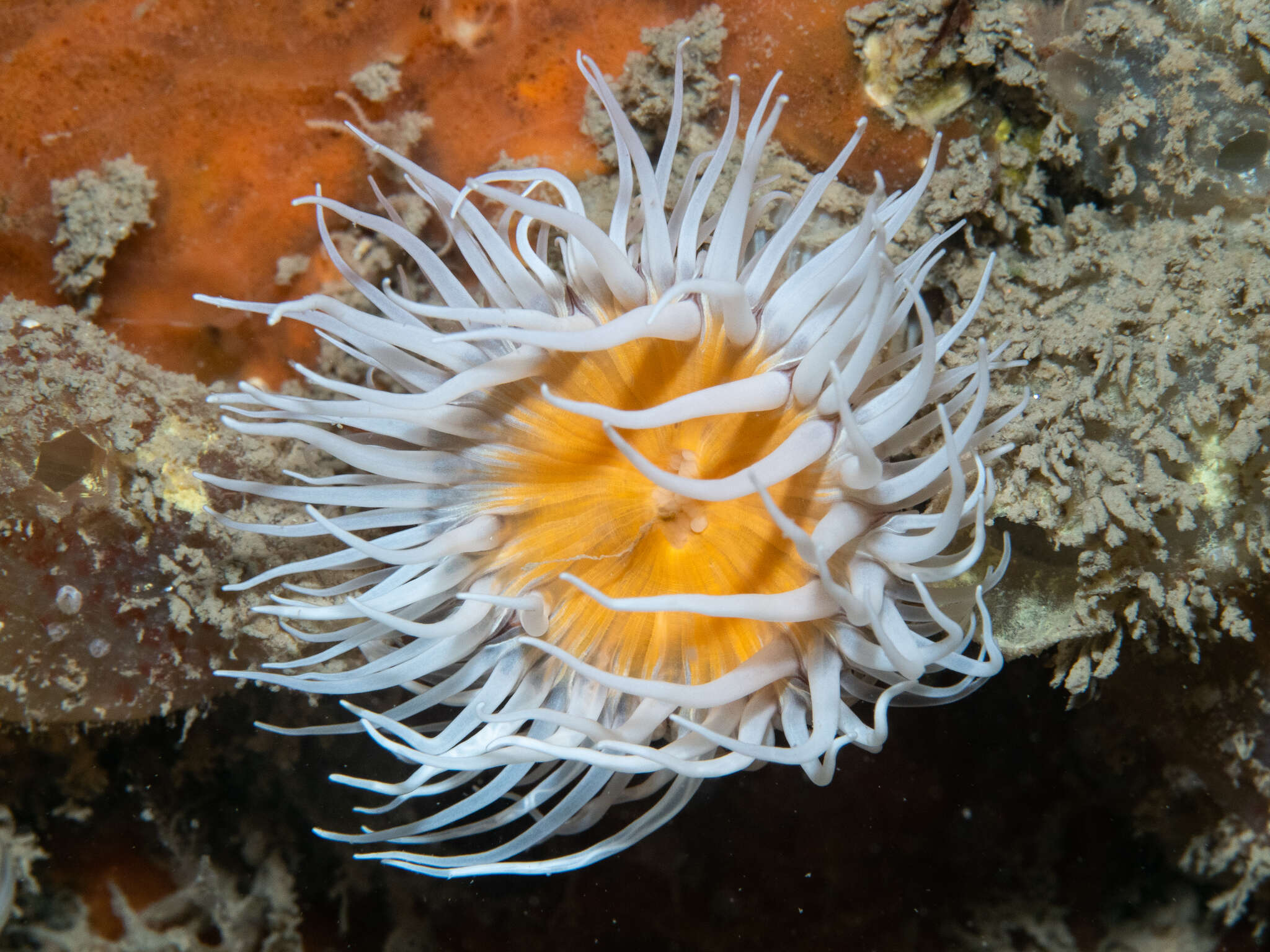 Image of thenarian burrowing anemones