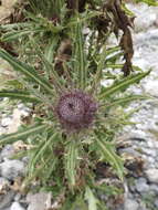 Image of Cirsium jorullense (Kunth) Spreng.
