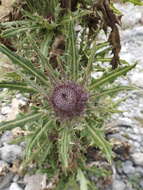 Sivun Cirsium jorullense (Kunth) Spreng. kuva