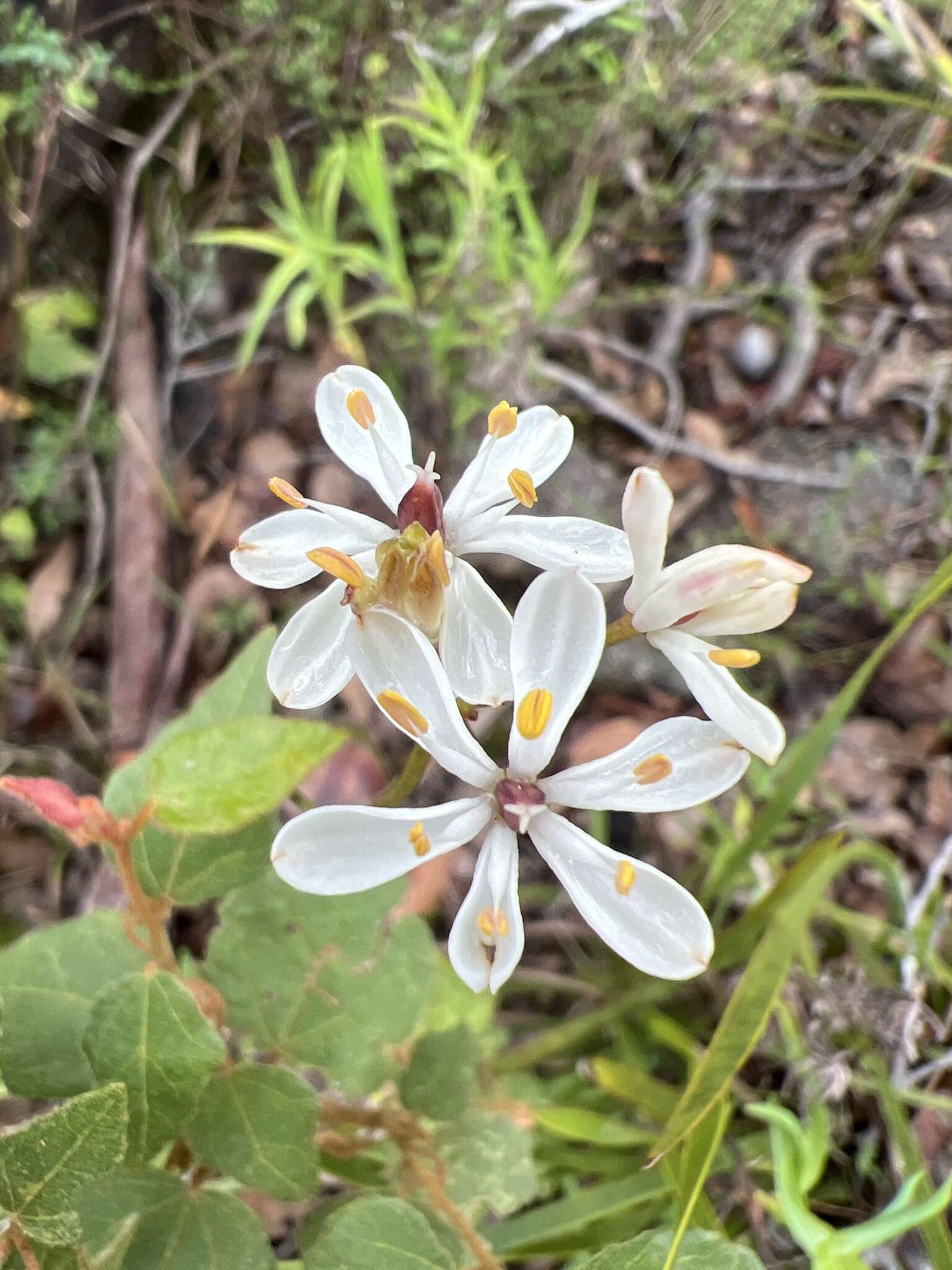 Image of Burchardia congesta Lindl.