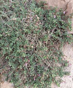 Image de Teucrium intricatum Lange