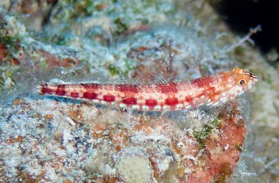 Image of Capricorn lizardfish