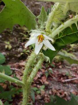 Image of Indian nightshade