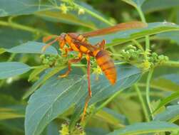 Image of <i>Polistes <i>carnifex</i></i> carnifex