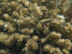 Image of Bluespot maroon hermit crab