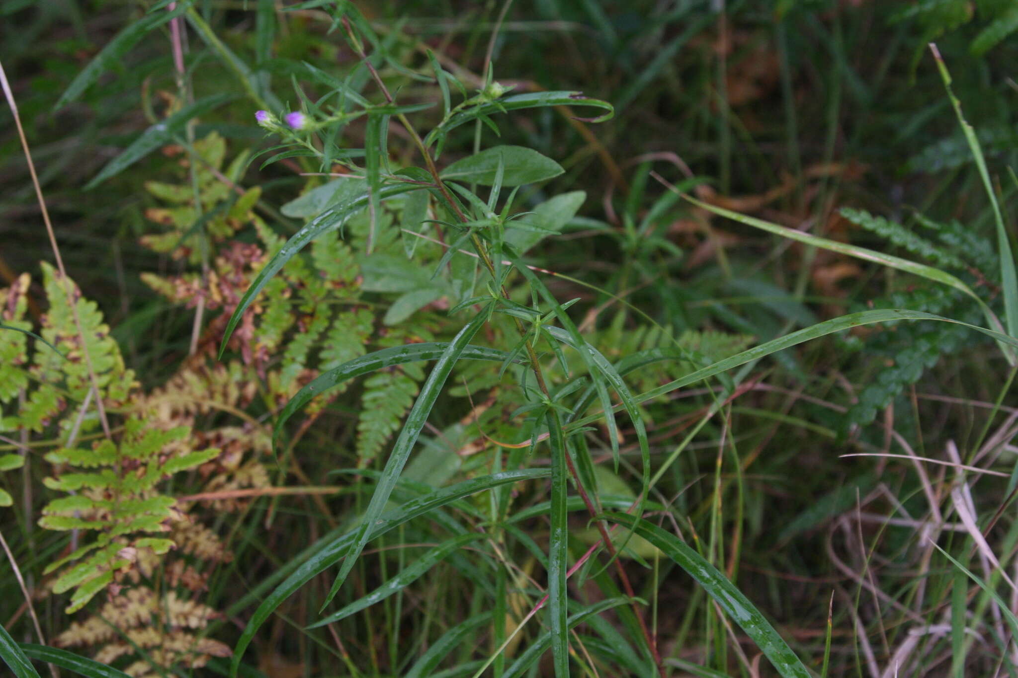 Sivun Symphyotrichum robynsianum (J. Rousseau) L. Brouillet & Labrecque kuva