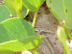 Image of Cat Fringe-fingered Lizard