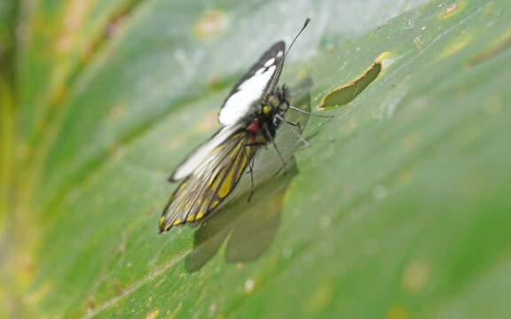 Image of Catasticta notha (Doubleday 1847)