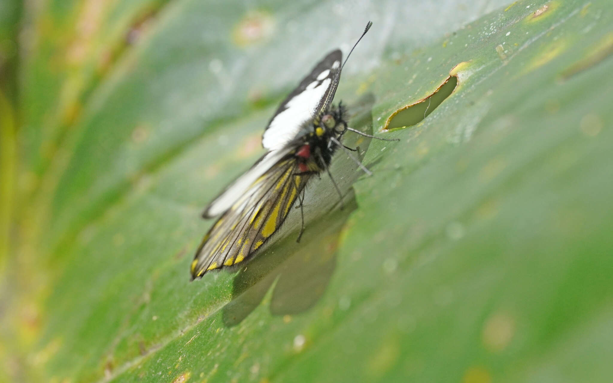 Image of Catasticta notha (Doubleday 1847)