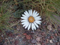 Image de Trichocline cineraria (D. Don) Hook. & Arn.