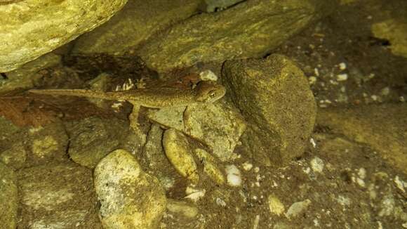 Image of Corsican Brook Salamander