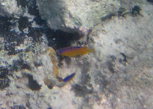 Image of Honey Damselfish