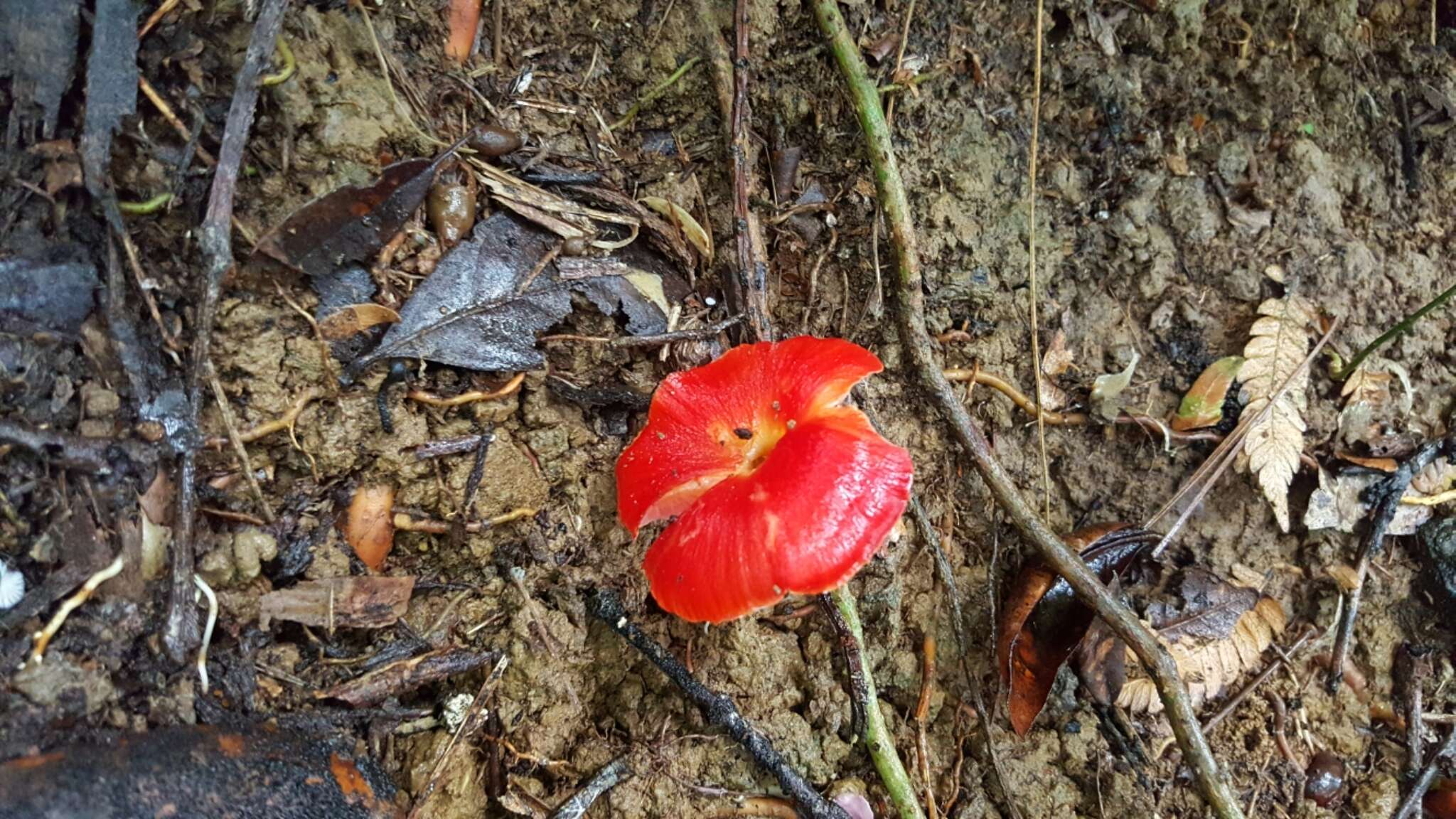 Sivun Hygrocybe occidentalis (Dennis) Pegler 1978 kuva