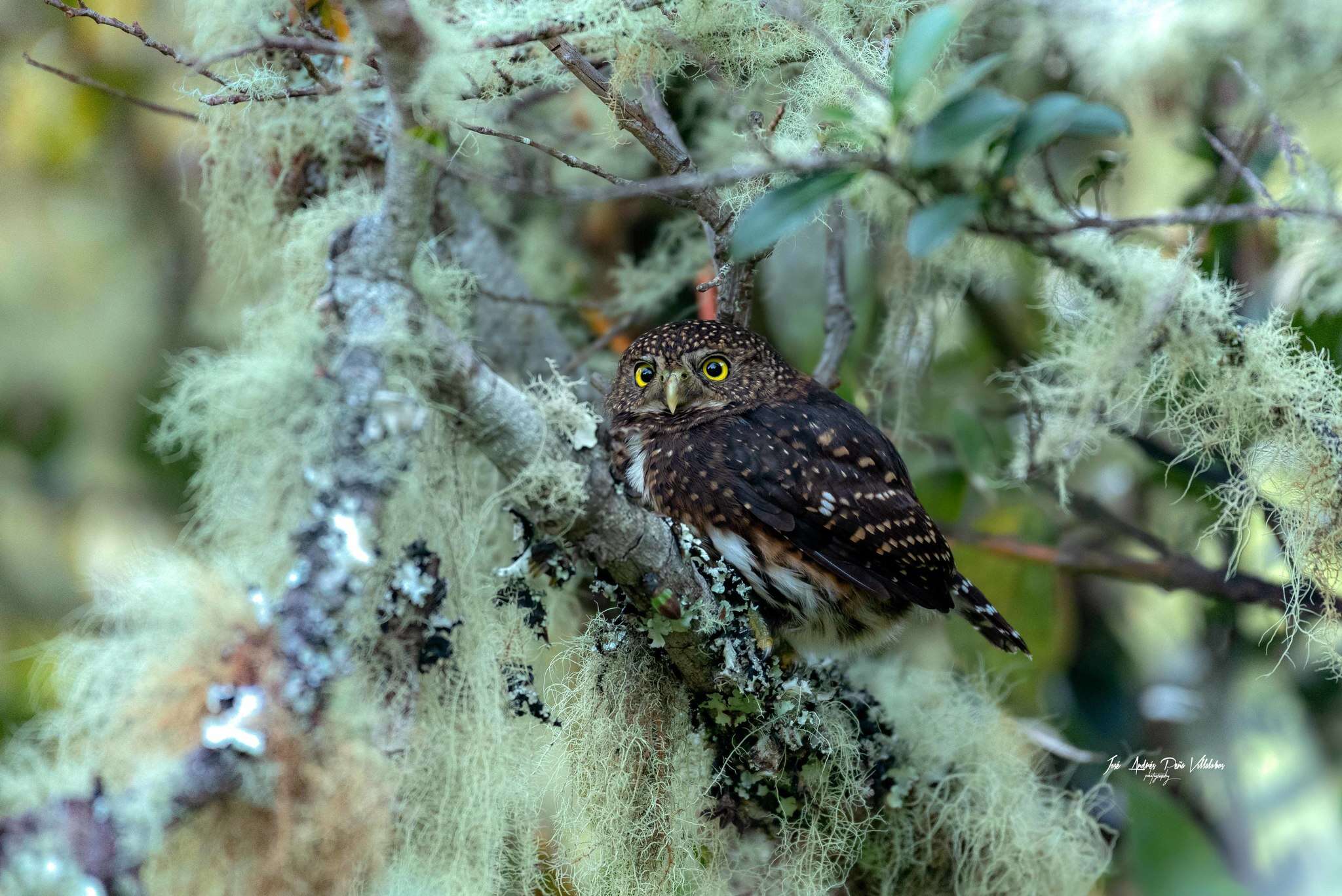 Image of Costa Rican Pygmy Owl