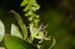 Image of Forest Mirrorplant