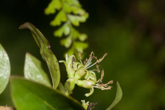 Coprosma foliosa A. Gray的圖片