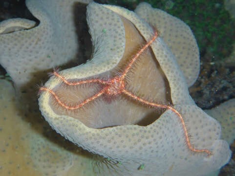 Image of Ophiothrix (Acanthophiothrix) purpurea von Martens 1867