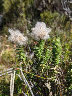 Ozothamnus rodwayi A. E. Orchard resmi