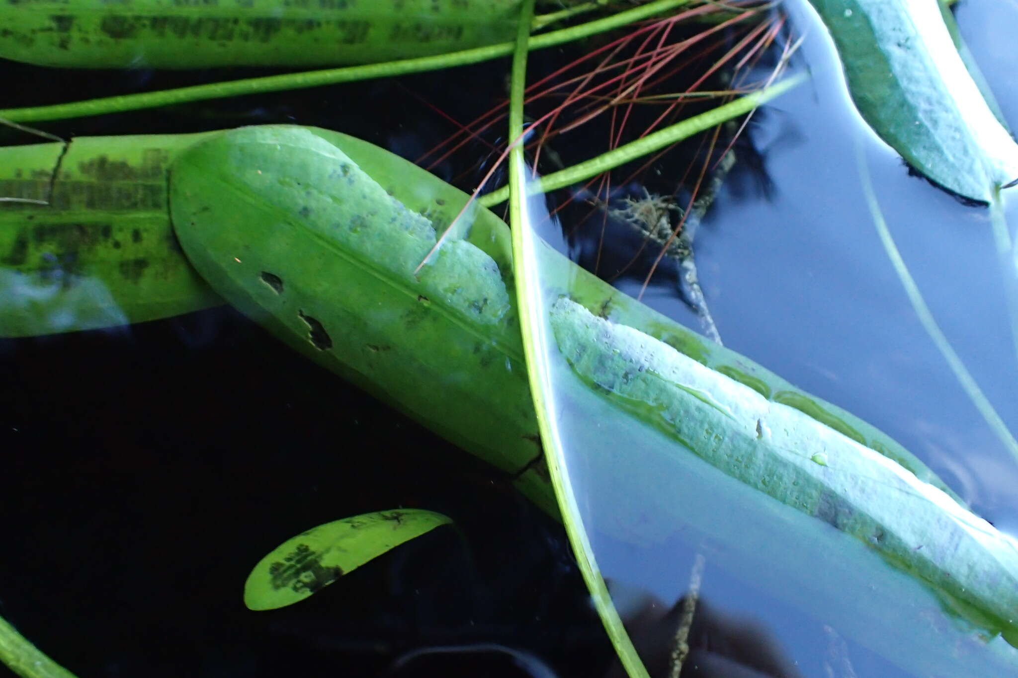 Imagem de Aponogeton distachyos L. fil.