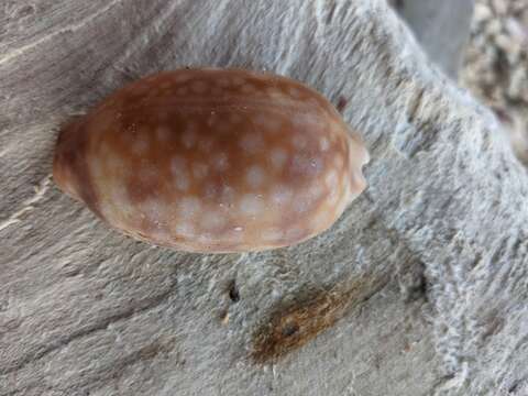 Image of measled cowrie