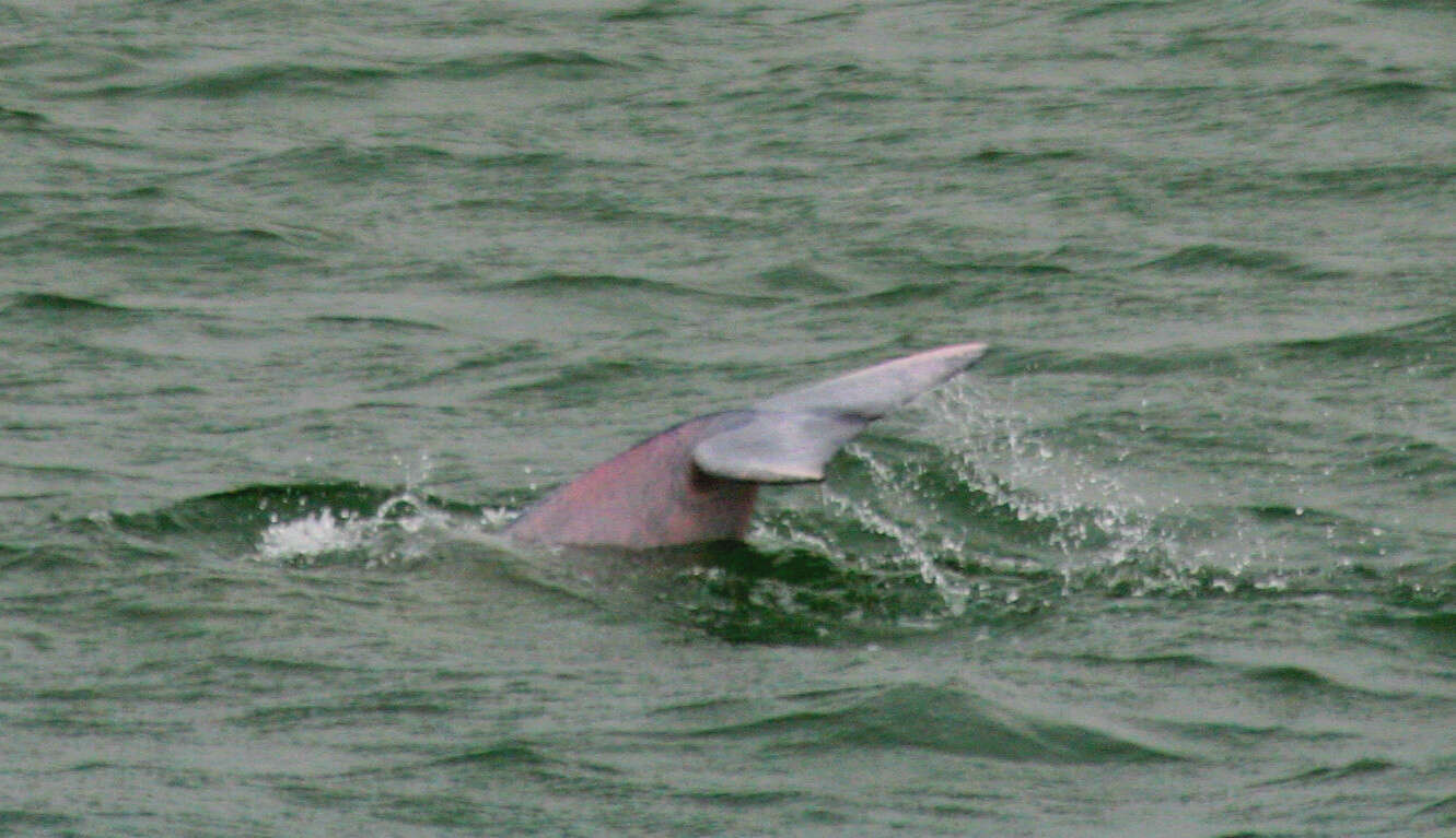 Image of Chinese Humpback Dolphin