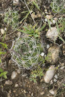 Image of Gymnocalycium mostii (Gürke) Britton & Rose