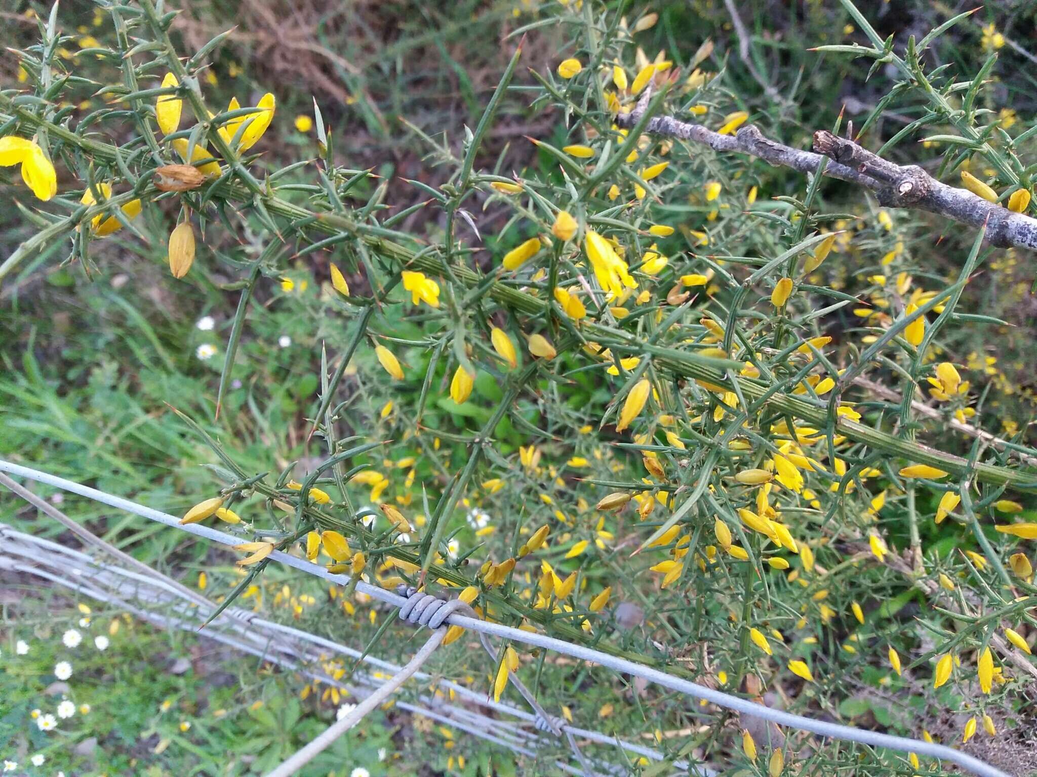 Plancia ëd Ulex australis subsp. welwitschianus