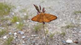 Image of Idaea flaveolaria