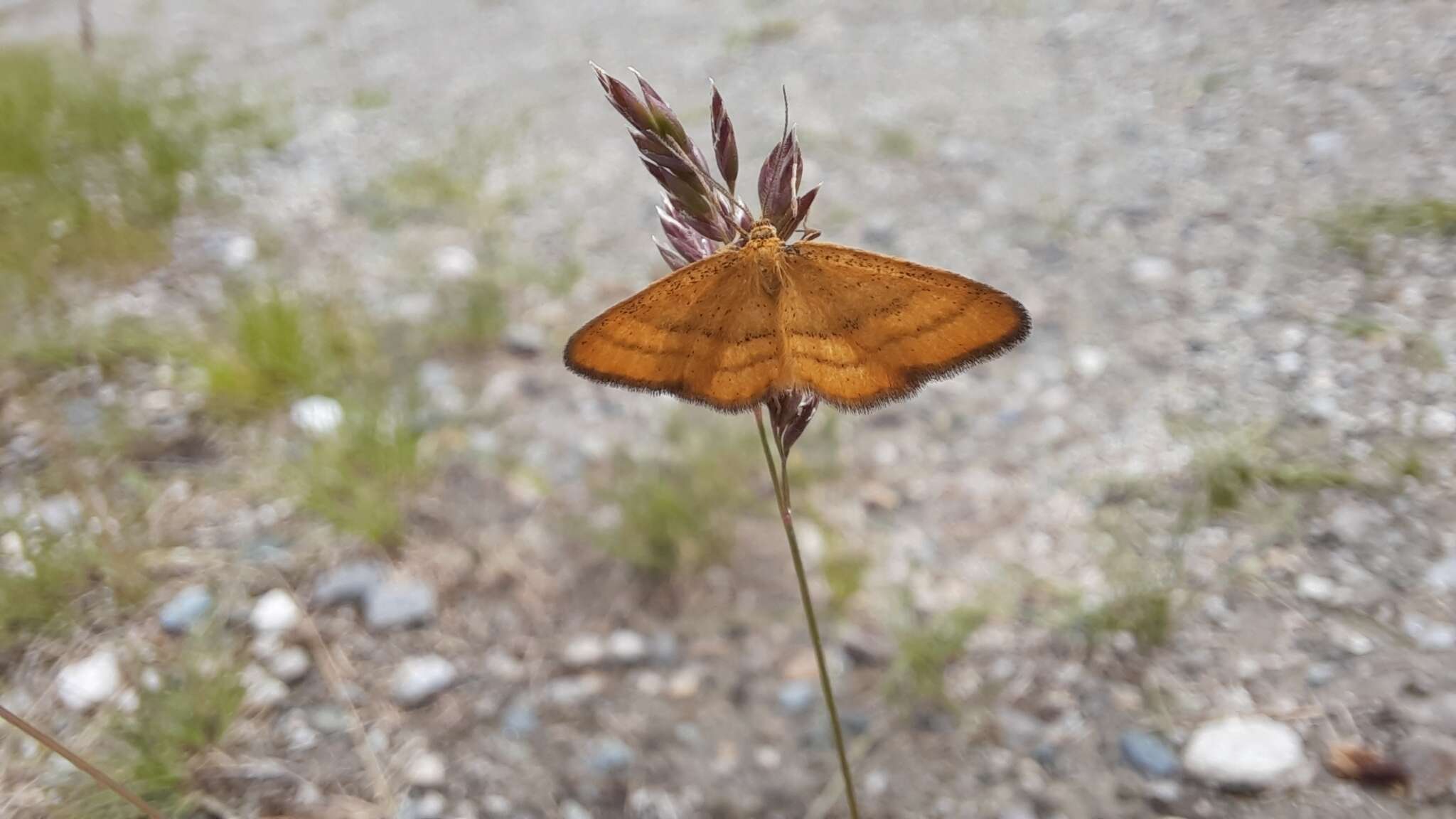 Image of Idaea flaveolaria