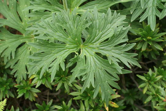 Image of Aconitum lycoctonum subsp. neapolitanum (Ten.) Nyman