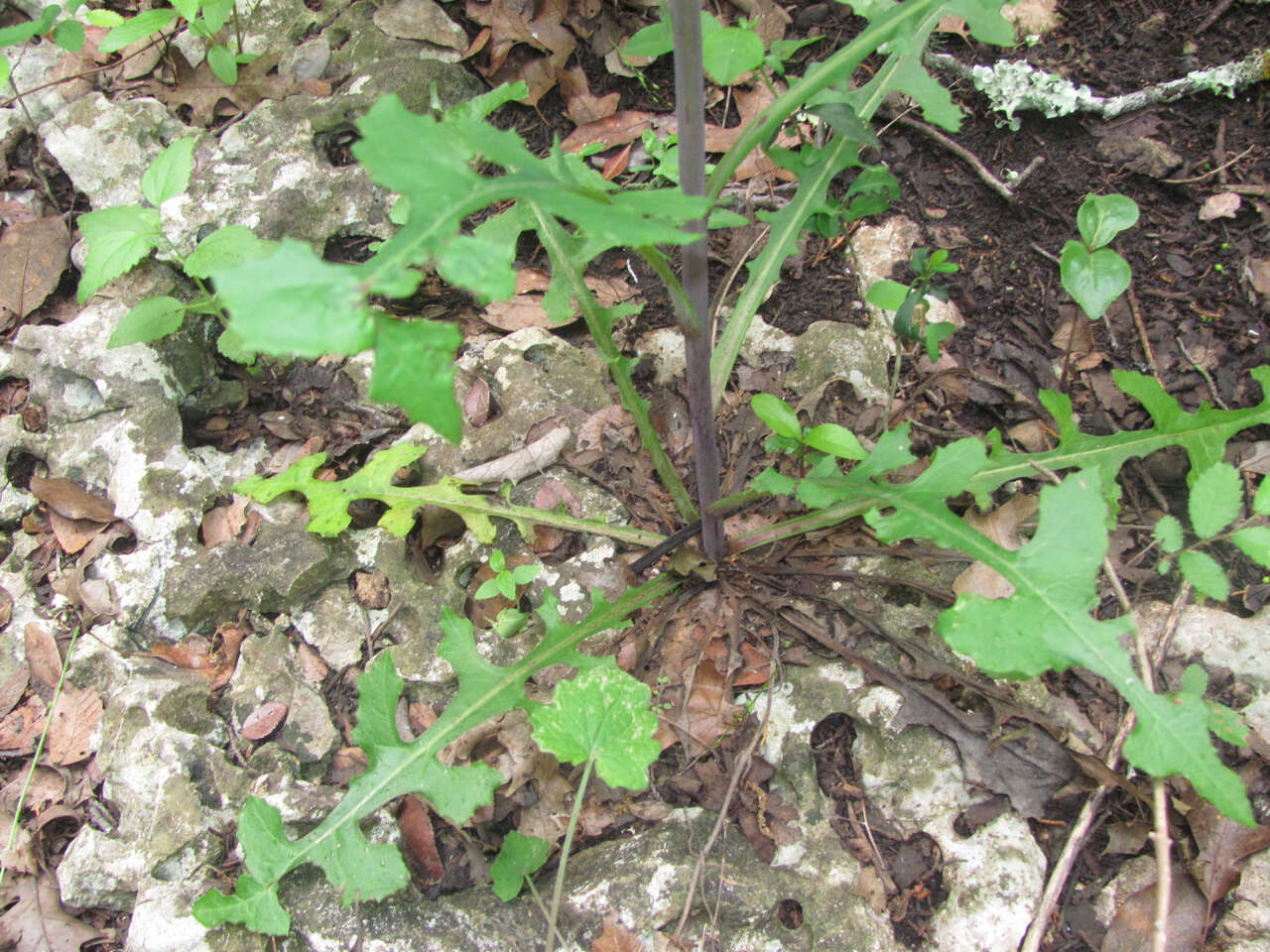 Image of Louisiana Lettuce