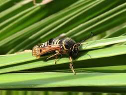 Image of Raspberry Clearwing