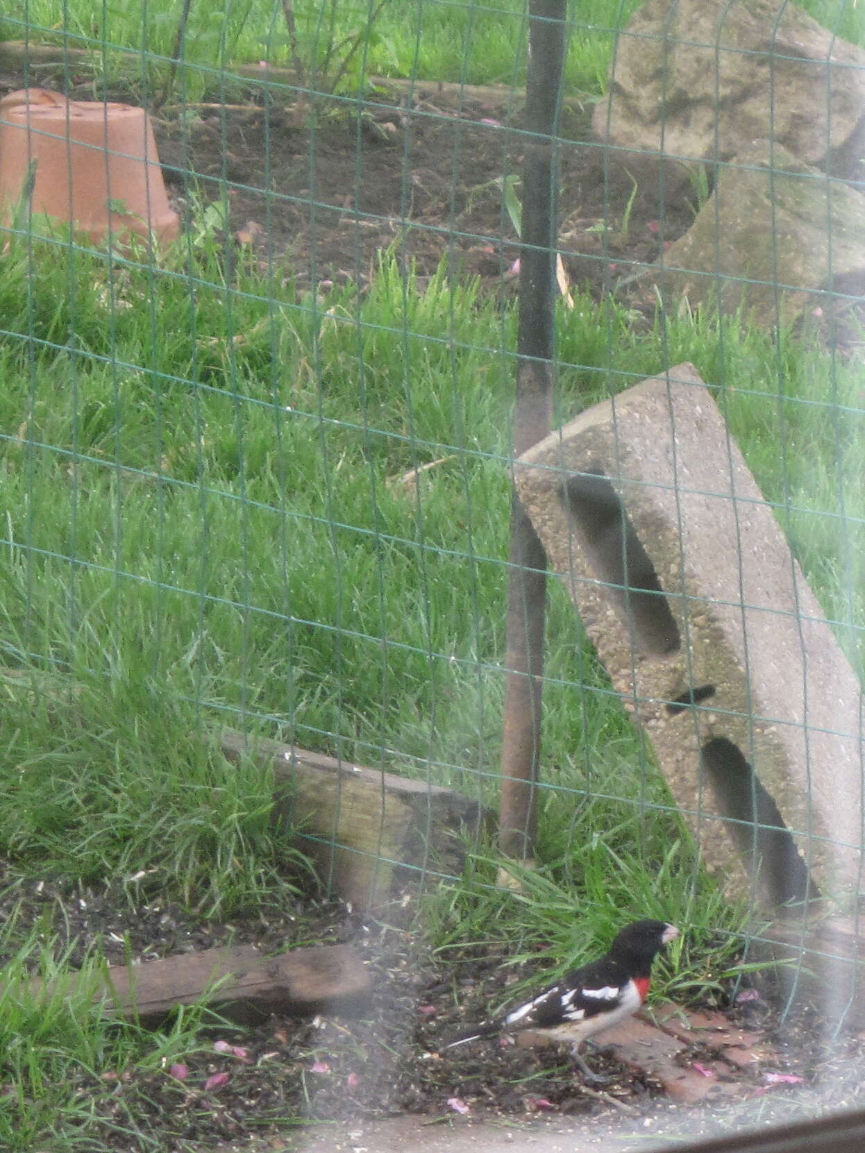 Image of Rose-breasted Grosbeak