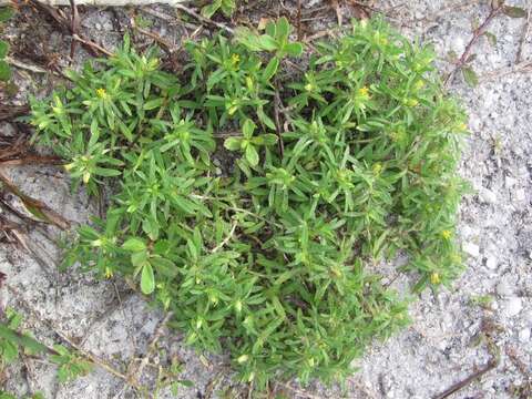 Image of spreading chinchweed