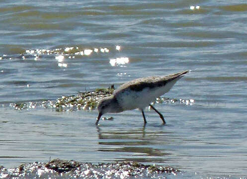 Image of Marsh Sandpiper