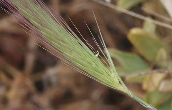 Image of California barley