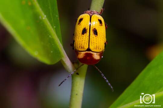 Cryptocephalus aulicus Haldeman 1849 resmi