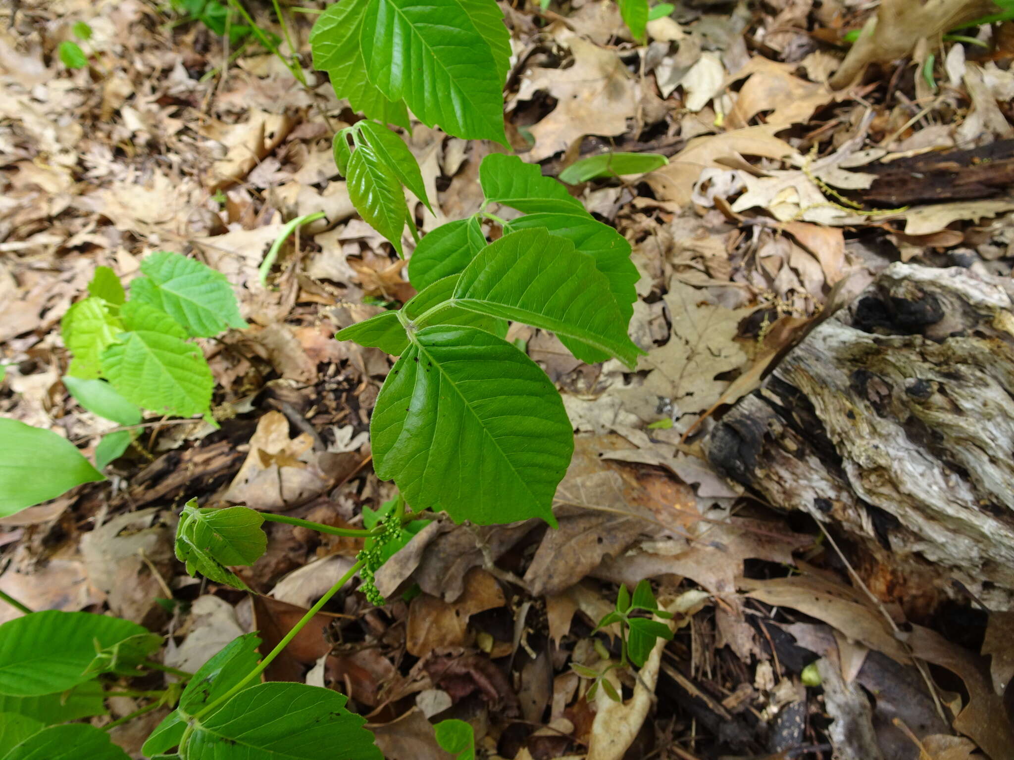 Image of western poison ivy