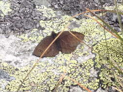 Image of Black Ringlet