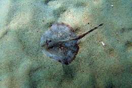 Image of Rough Ray