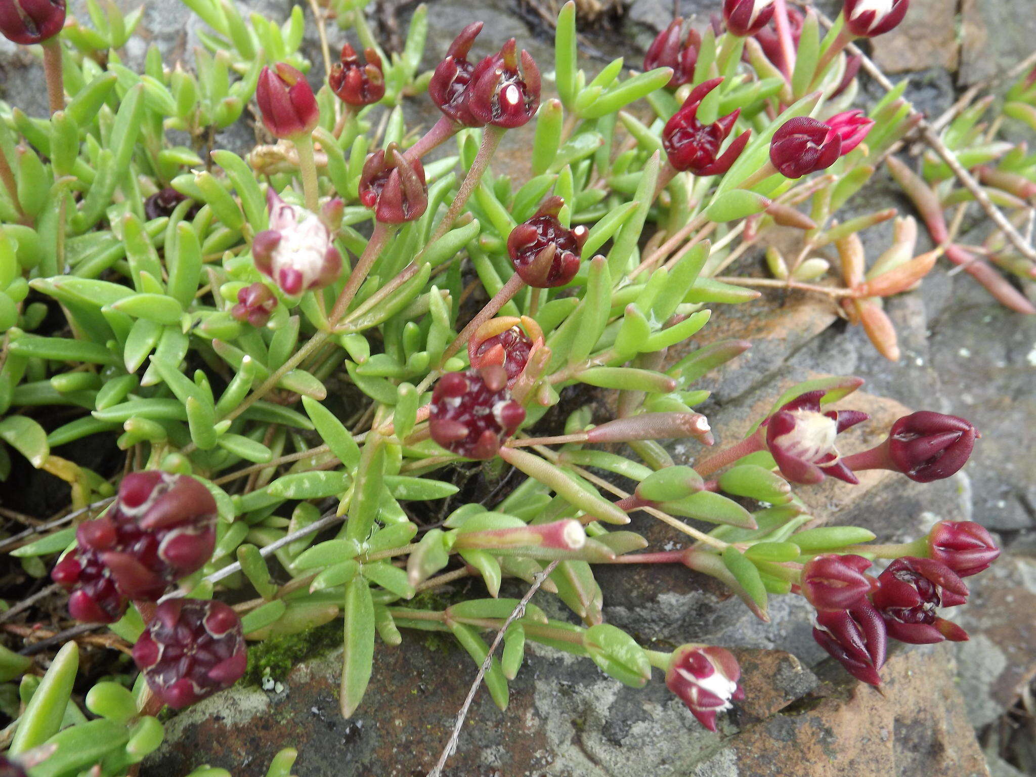 Image of Delosperma grantiae L. Bol.