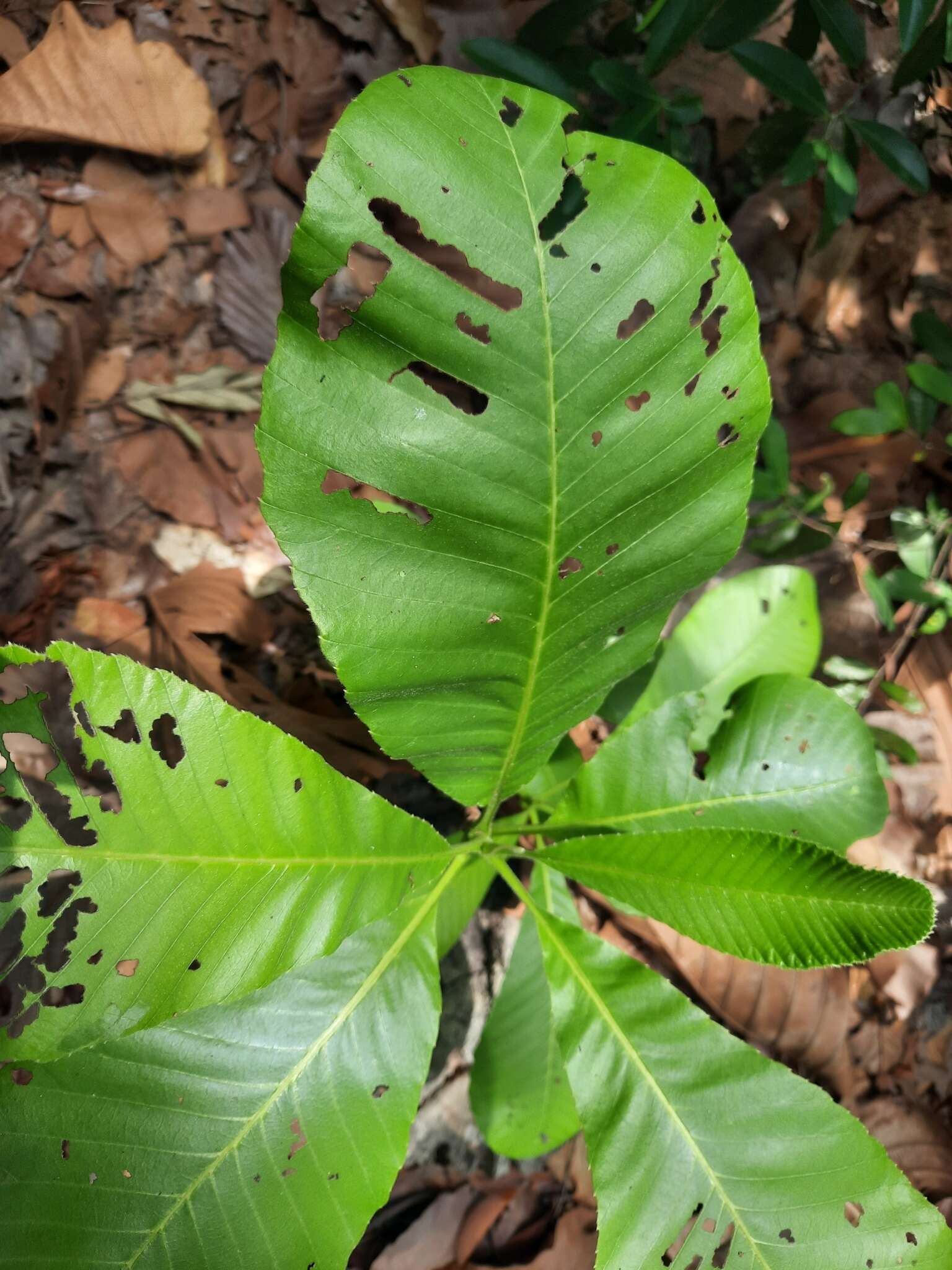 Image de Dillenia obovata (Bl.) Hoogl.