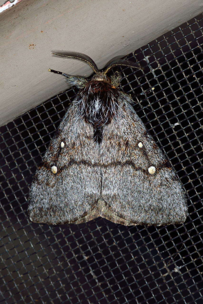 Image of Anthela xantharcha (Meyrick 1891)