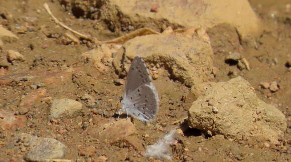 Image of <i>Celastrina humulus</i>