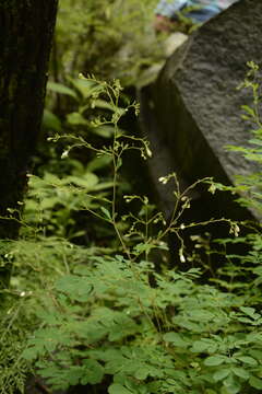 Image de Boenninghausenia albiflora (Hook.) Rchb. ex Meisn.