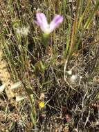 Image of winecup clarkia