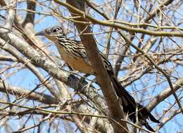 Image of Lesser Roadrunner